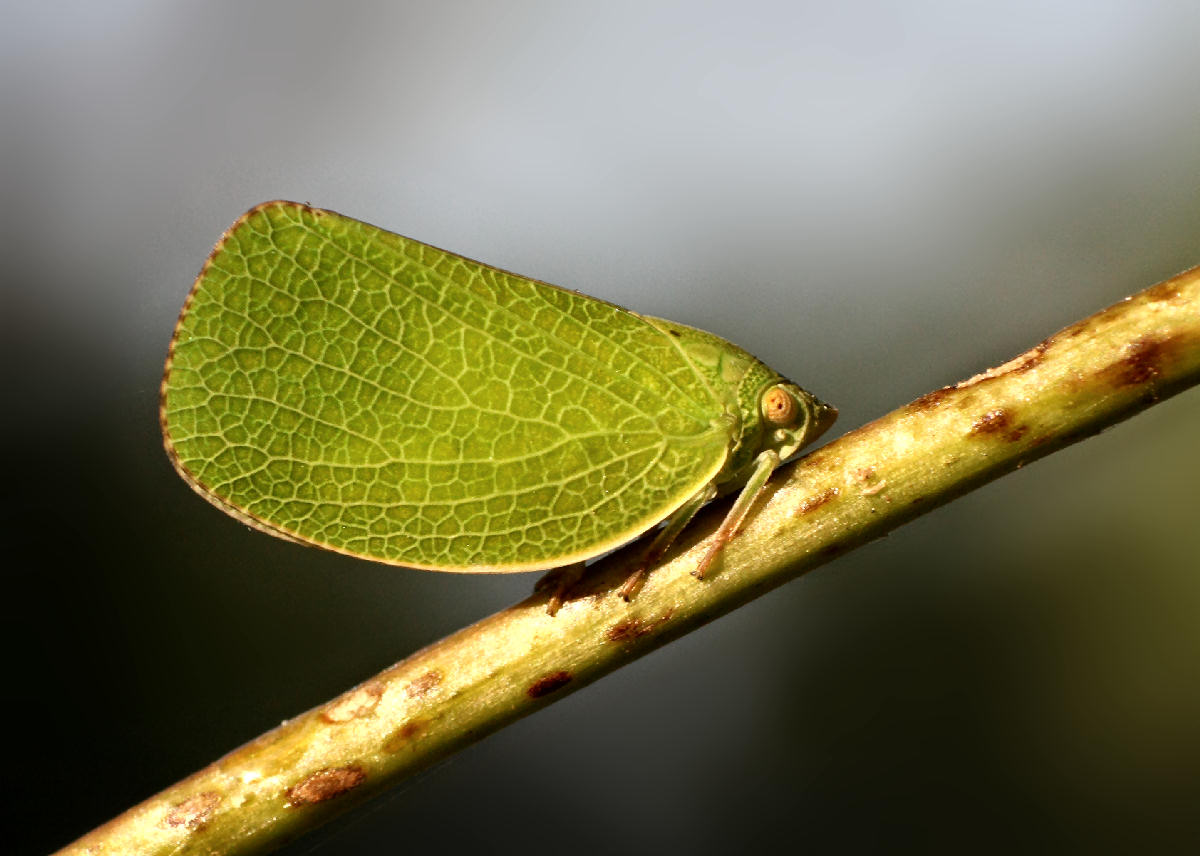  un emittero ? S, Acanalonia conica - Acanaloniidae.